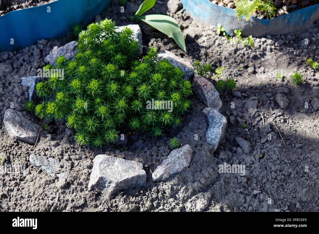 Une plante luxuriante de cyprès-pourpre pousse dans un parterre de jardin arrière entouré de roches de granit gris. Le petit arbuste ornemental est planté dans un sol sombre Banque D'Images