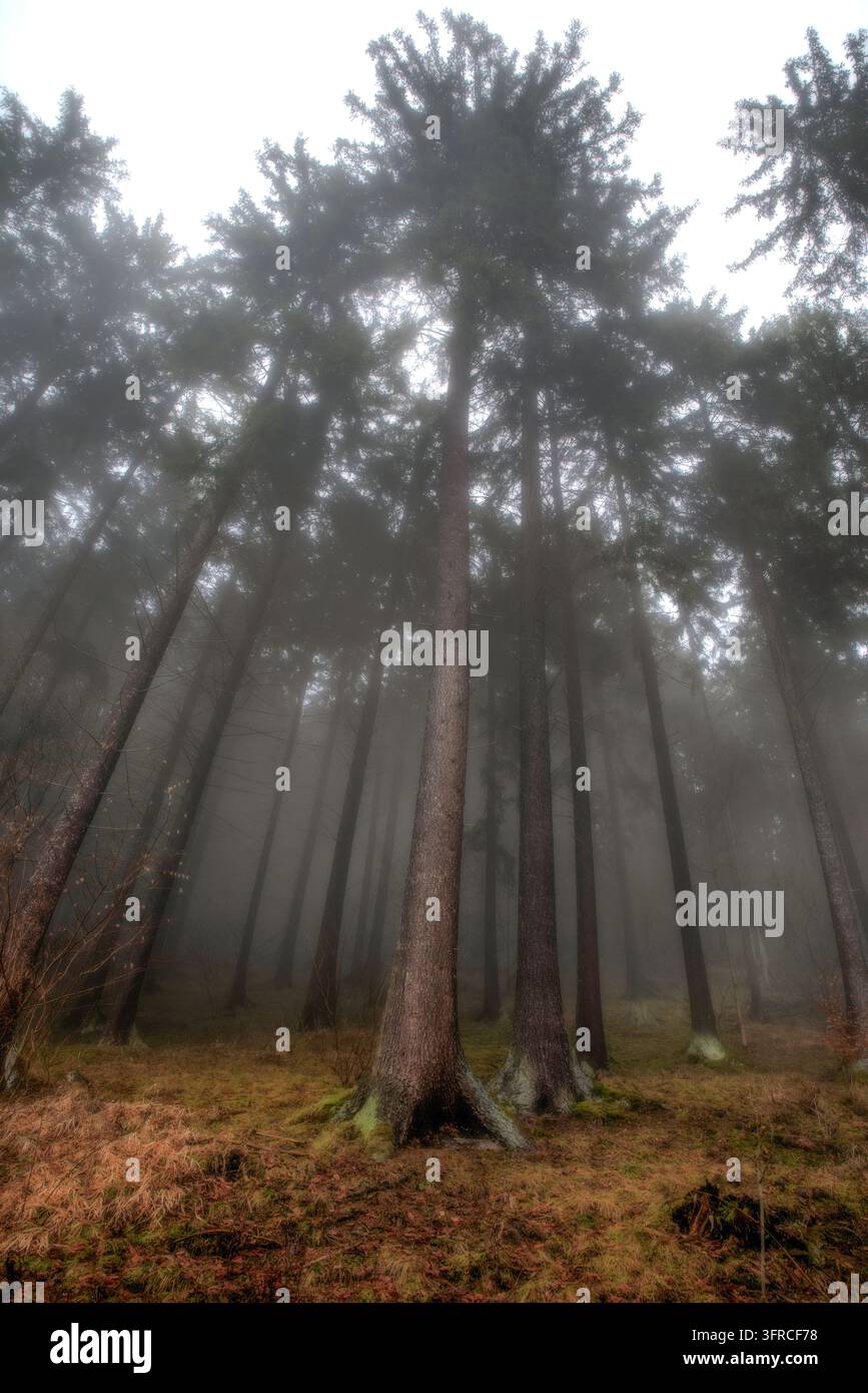Vue basse sur des conifères imposants dans une forêt brumeuse, avec des troncs sombres, des cimes embrouillées et un sol boisé moussu créant une atmosphère calme et mystérieuse Banque D'Images