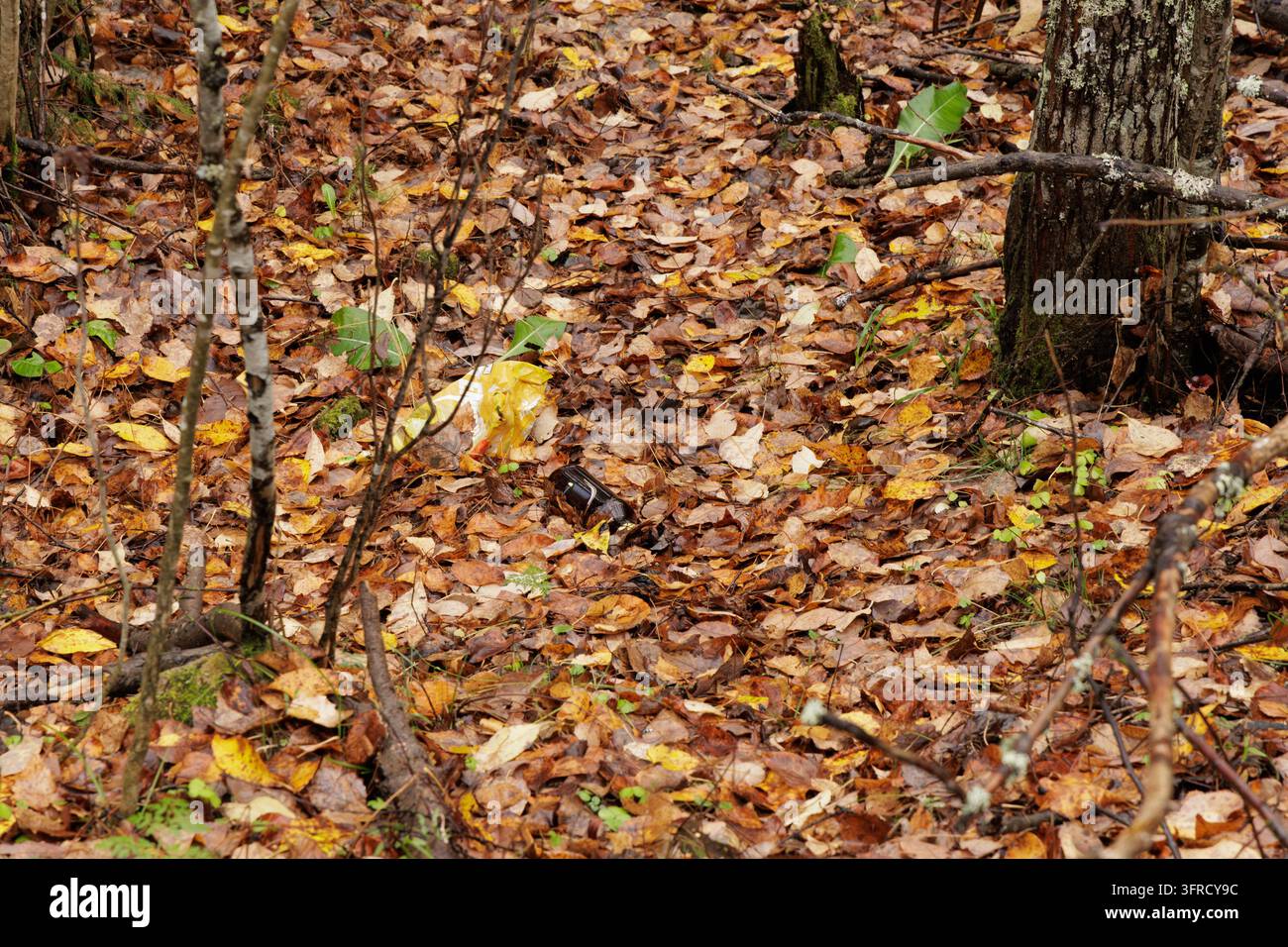 Déchets touristiques et pollution environnementale laissés au sol dans les forêts sauvages d'Europe du Nord pendant la saison automnale. Banque D'Images