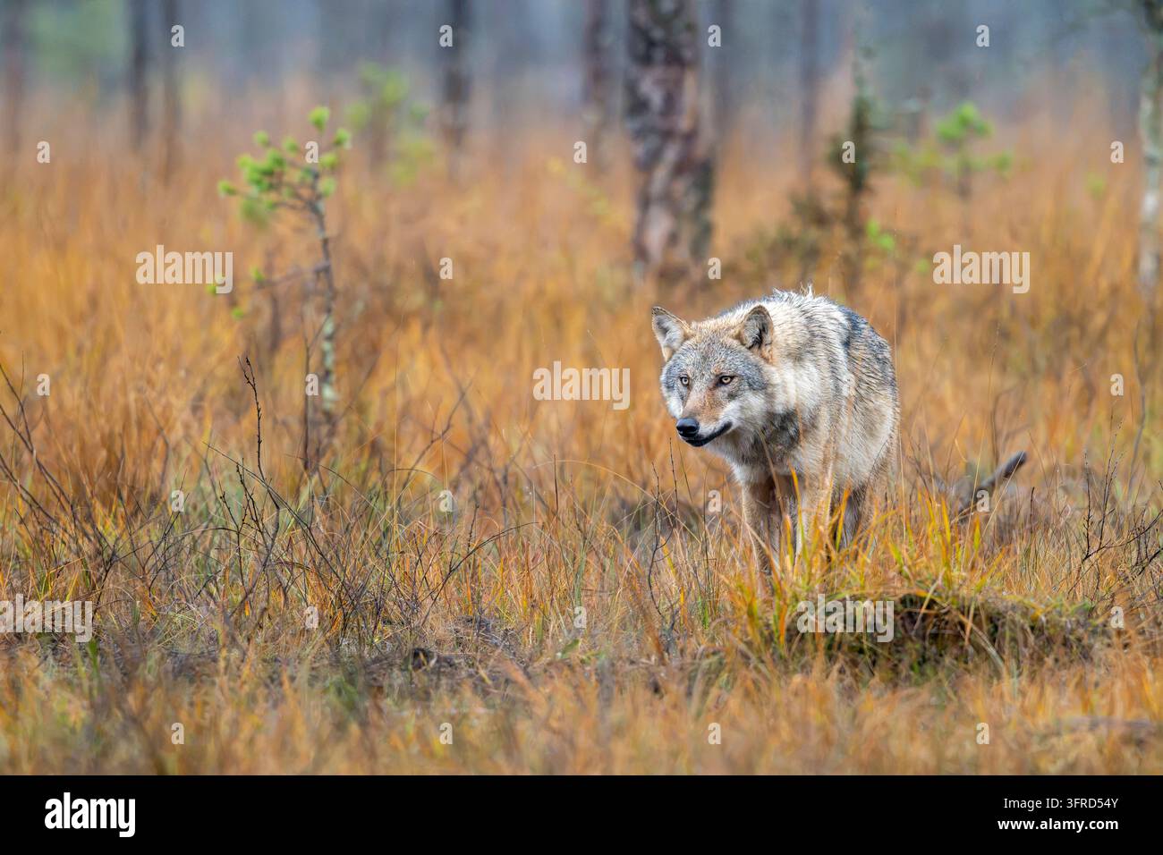 Loup eurasien, Finlande Banque D'Images