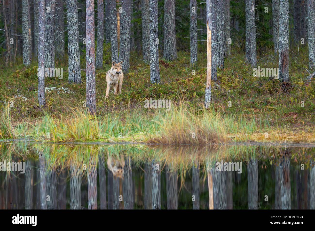 Loup reflété dans un étang, Finlande Banque D'Images