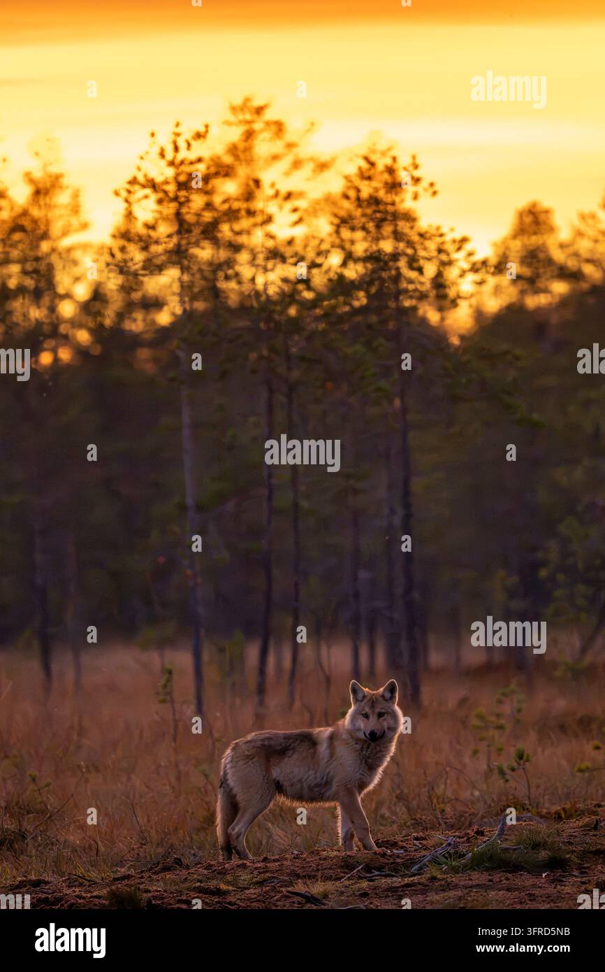 Jeune loup en contre-jour, Finlande Banque D'Images