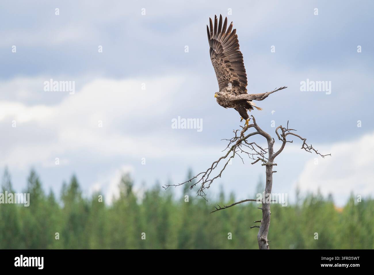 Aigle à queue blanche décollant d'un arbre mort, Finlande Banque D'Images