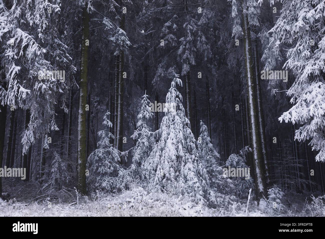 Forêt d'hiver de conte de fées dans la neige, Allemagne, Simmerath Banque D'Images