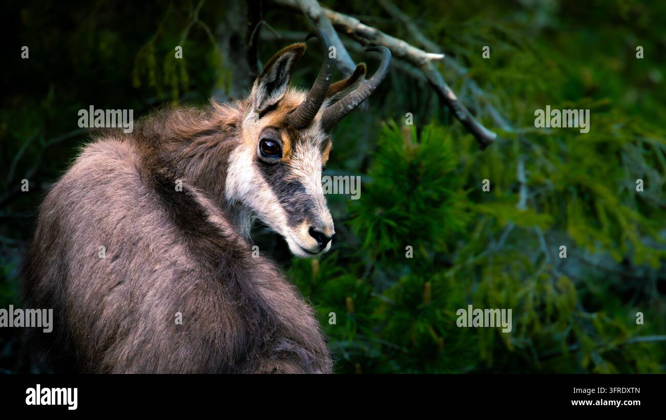 Chamois dans les Alpes autrichiennes Banque D'Images