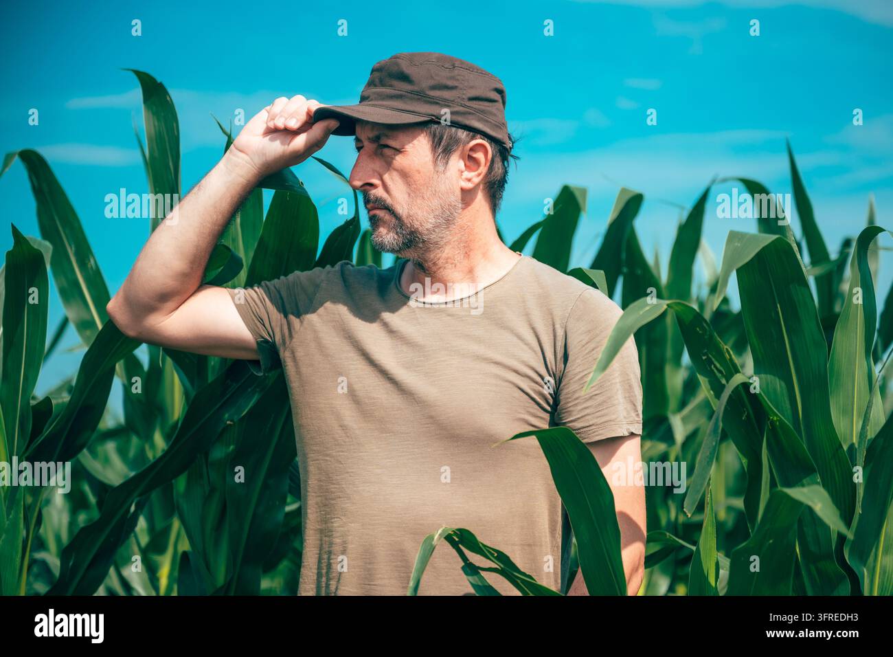Agriculteur évaluant l'état des feuilles et la croissance des cultures pendant la saison de culture. Agriculture moderne, inspection des champs et production alimentaire durable th Banque D'Images