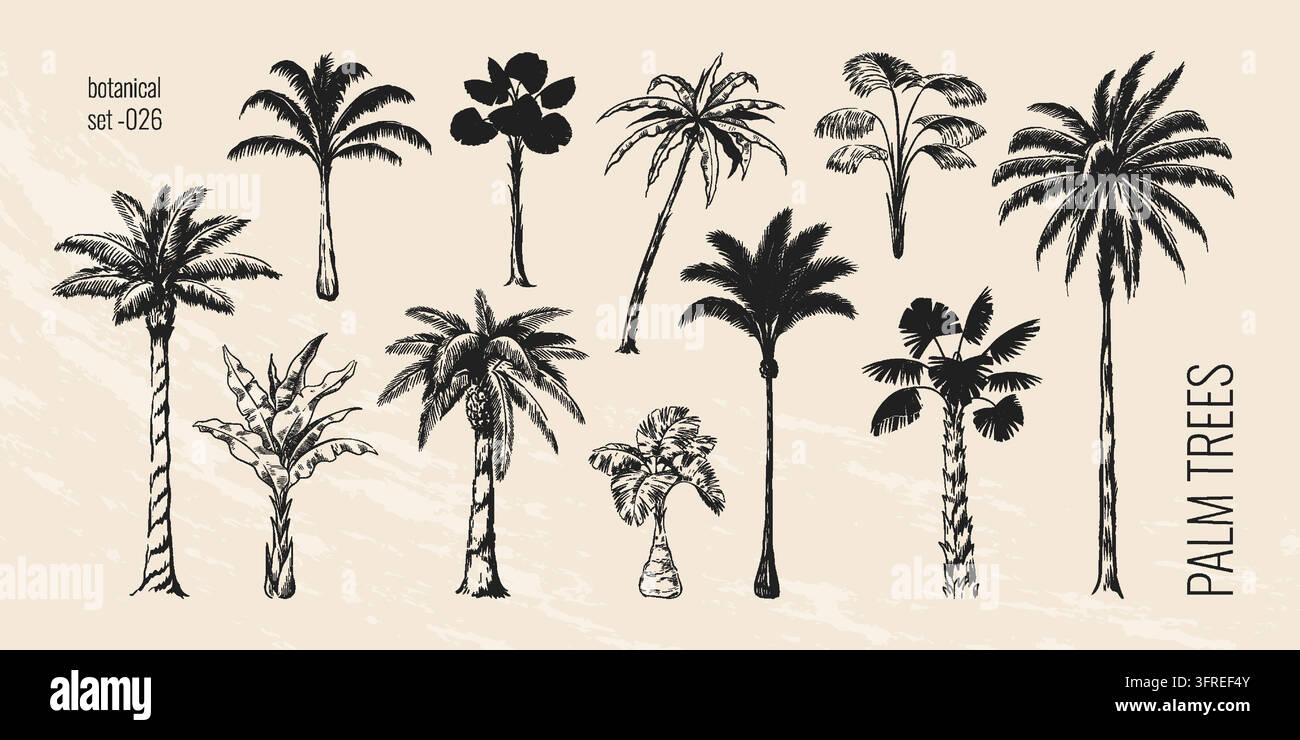 Palmier vintage. Style d'esquisse tropicale dessiné à la main, feuille de plante de coco noir et blanc. Plage de jungle d'été. Complexe de vacances monochrome botanique isolé gravure vectorielle pour conception naturelle Illustration de Vecteur