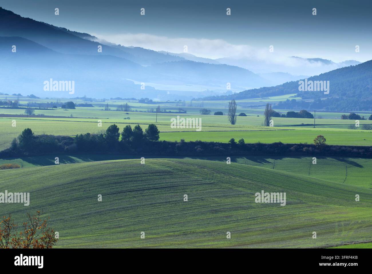 Une vue panoramique des collines charmantes et des champs d'un vert vibrant dans la vallée d'Allin, Navarre, Espagne. L'image capture la beauté sereine du paysage vallonné Banque D'Images