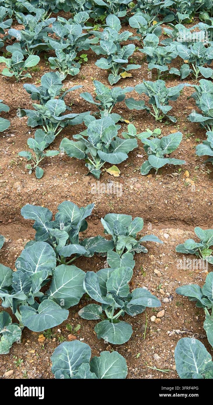 jeunes plants de chou vert poussant dans un champ, cultures de légumes à feuilles plantées en rangées droites, concept de l'agriculture biologique et de l'industrie agricole Banque D'Images