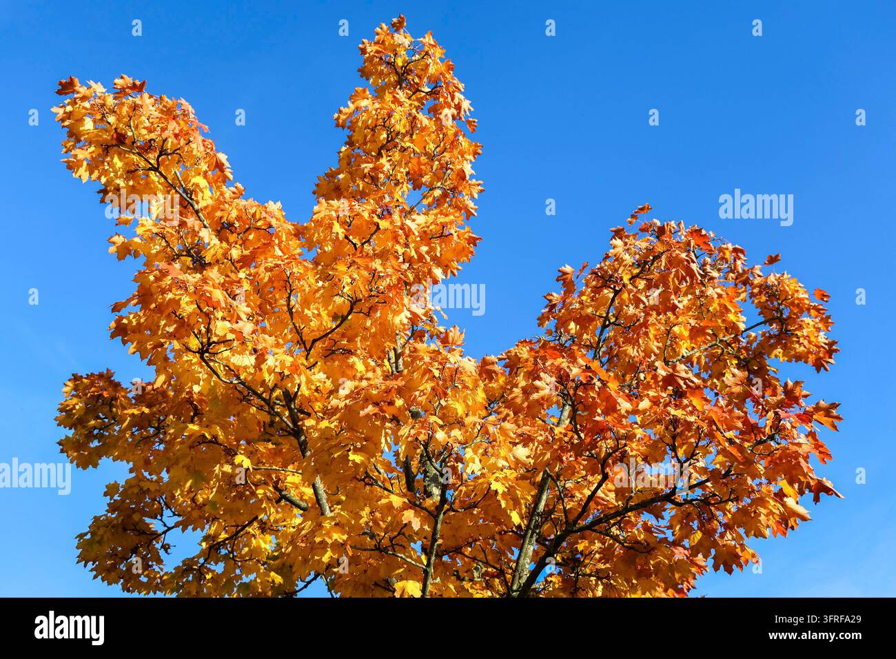 Branches d'érable d'automne affichant des feuilles orange et jaunes éclatantes contrastant avec un ciel bleu clair et vif Banque D'Images