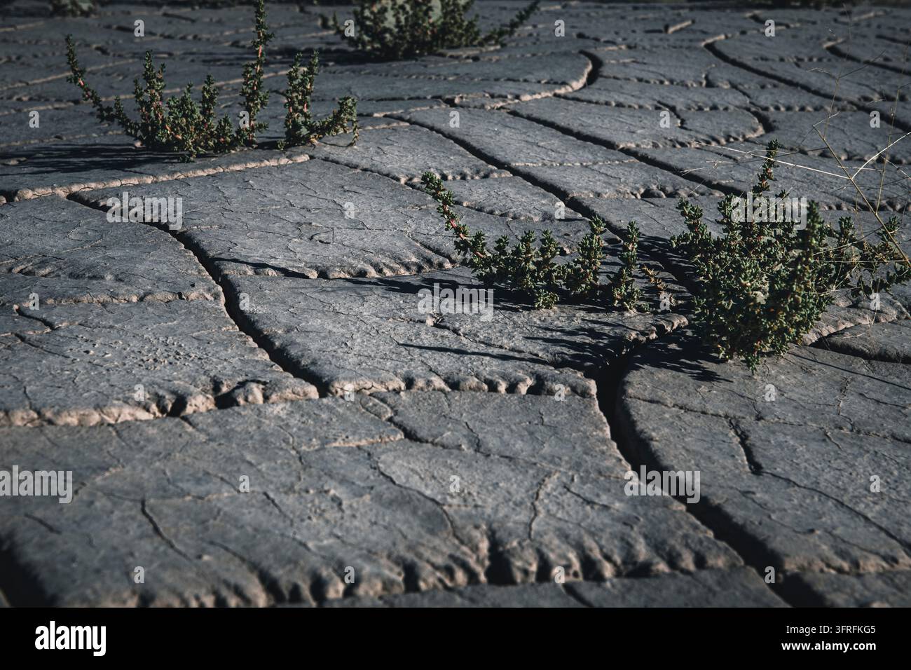 Fissures de boue et plantes dans les badlands Banque D'Images