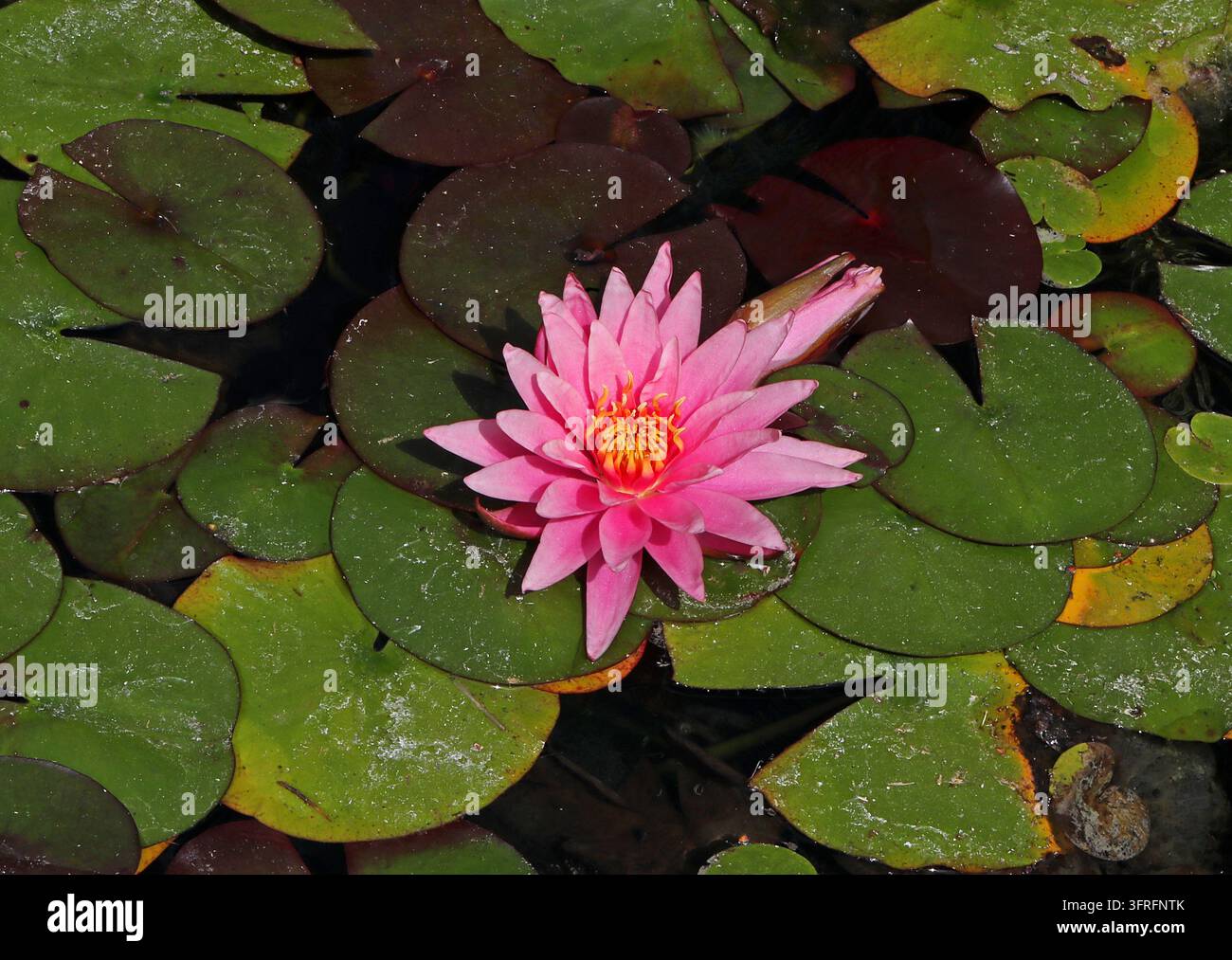 Nymphaea "Cyprus Pink Star", Nymphaeceae. Royaume-Uni. Hybride. Nymphaea "Cyprus Pink Star" est une Nymphaea hybride rustique. Banque D'Images