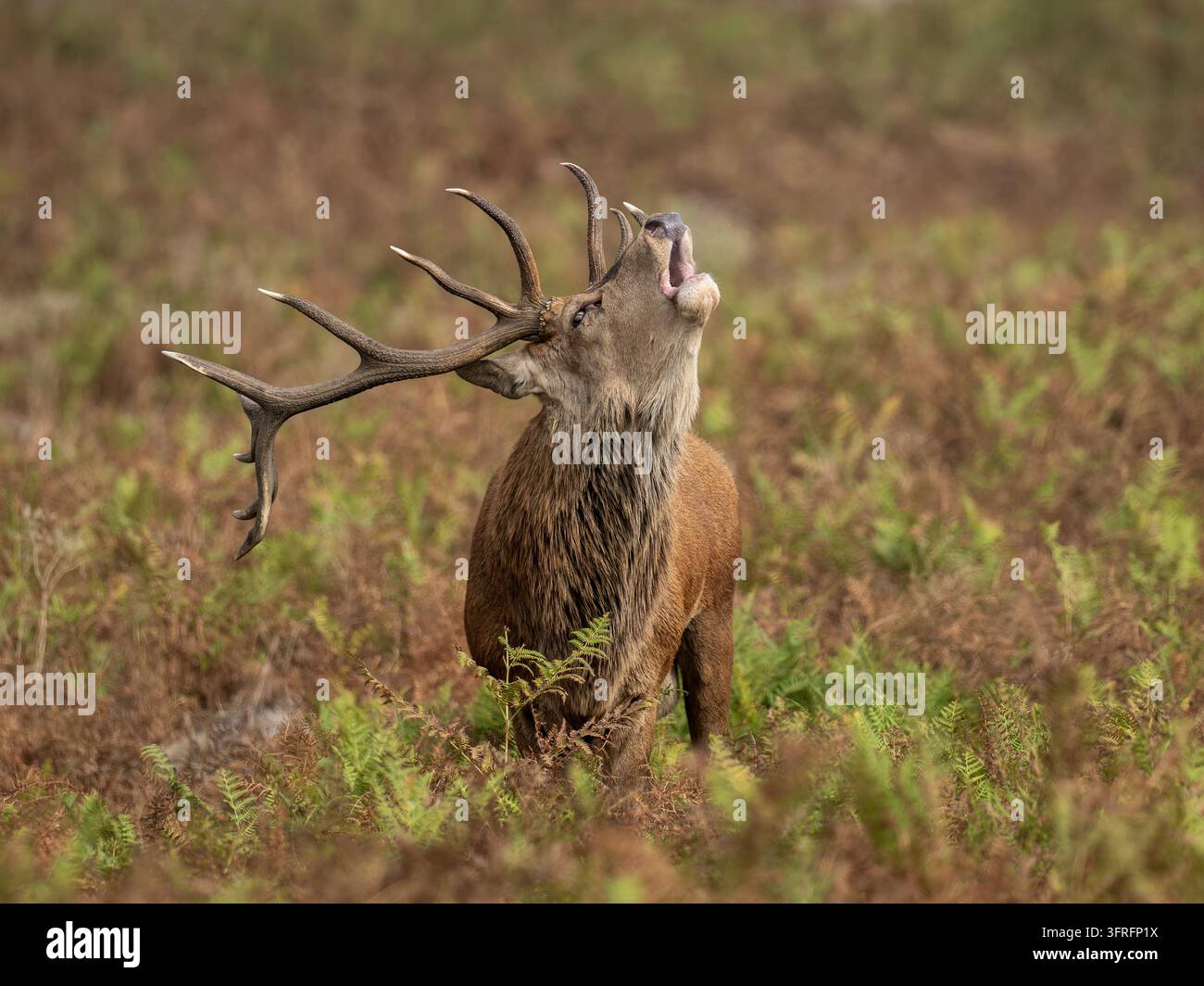 Cerf hurlant, Royal Park, Londres UK Banque D'Images