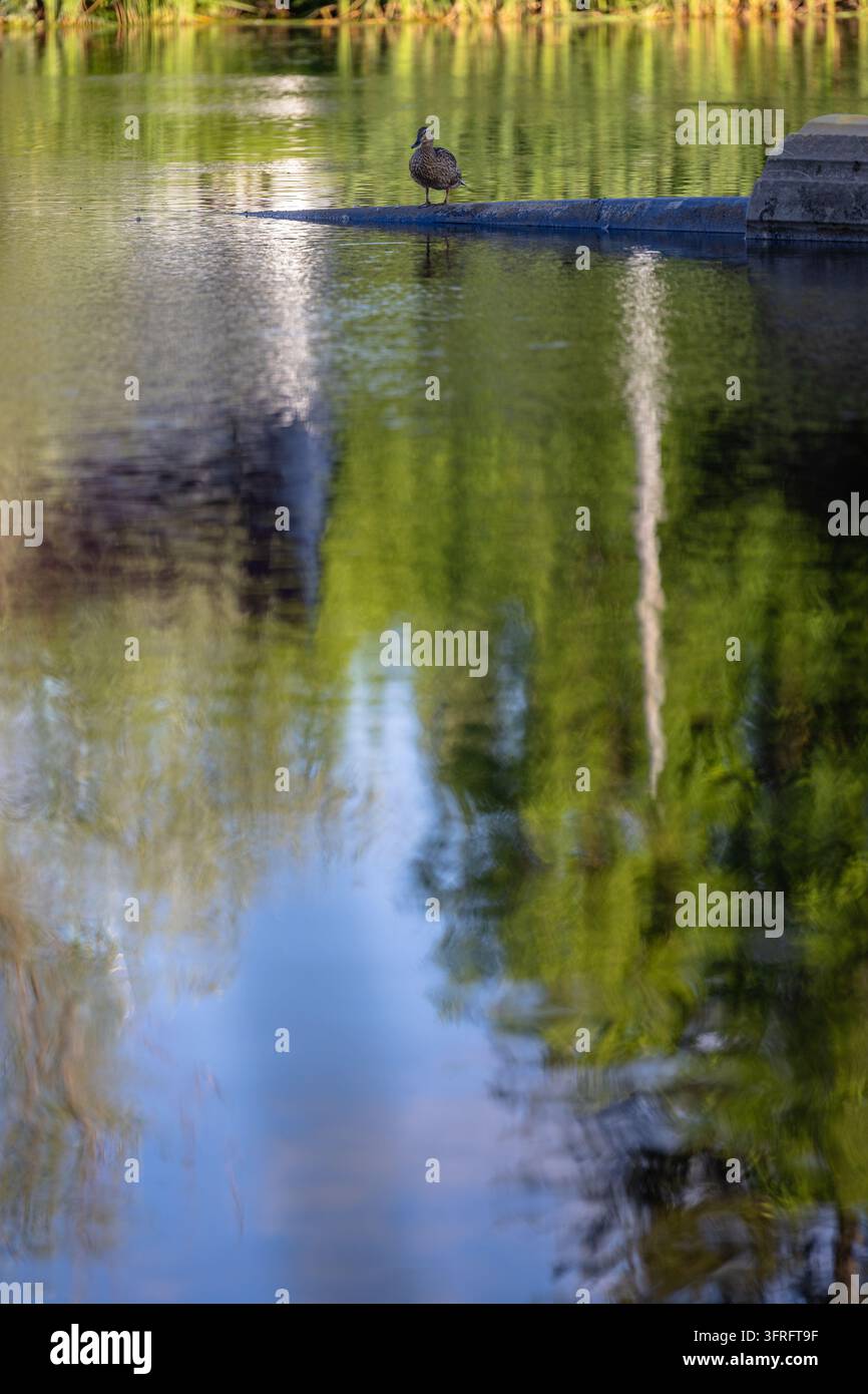 Un canard solitaire se perche sur un tuyau étroit au-dessus d'un étang tranquille, entouré de reflets verts vifs et d'une lumière matinale douce, évoquant la sérénité, la solitude Banque D'Images