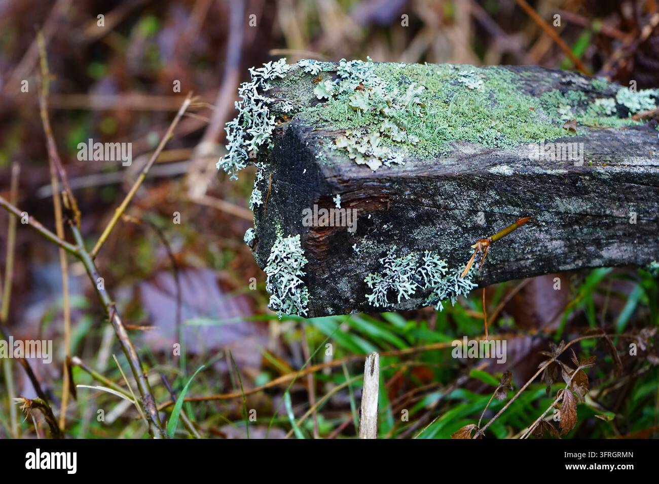 Gros plan de mousse et de lichens poussant sur du bois tombé et patiné dans la forêt Banque D'Images