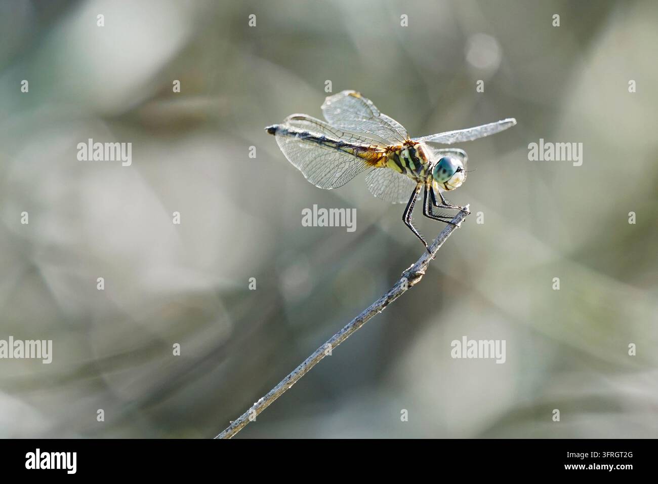 Libellule Blue Dasher posée sur une fine brindille avec des ailes transparentes et un fond flou doux Banque D'Images
