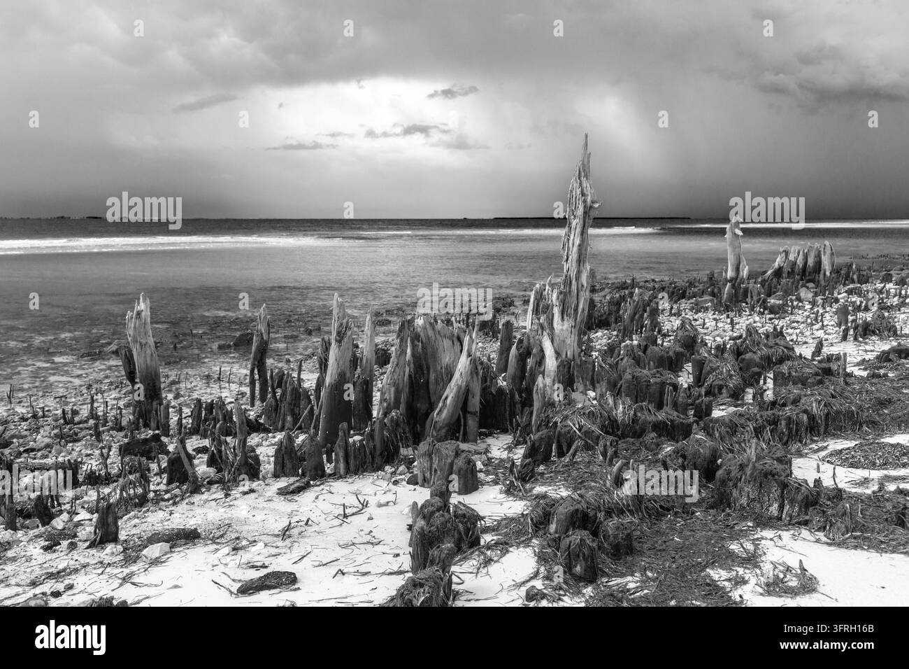 Plage cimetière avec d'anciens troncs d'arbres et systèmes racinaires battus par les intempéries — souvent appelés vieux squelettes de cyprès — situés le long du rivage de Ca Banque D'Images