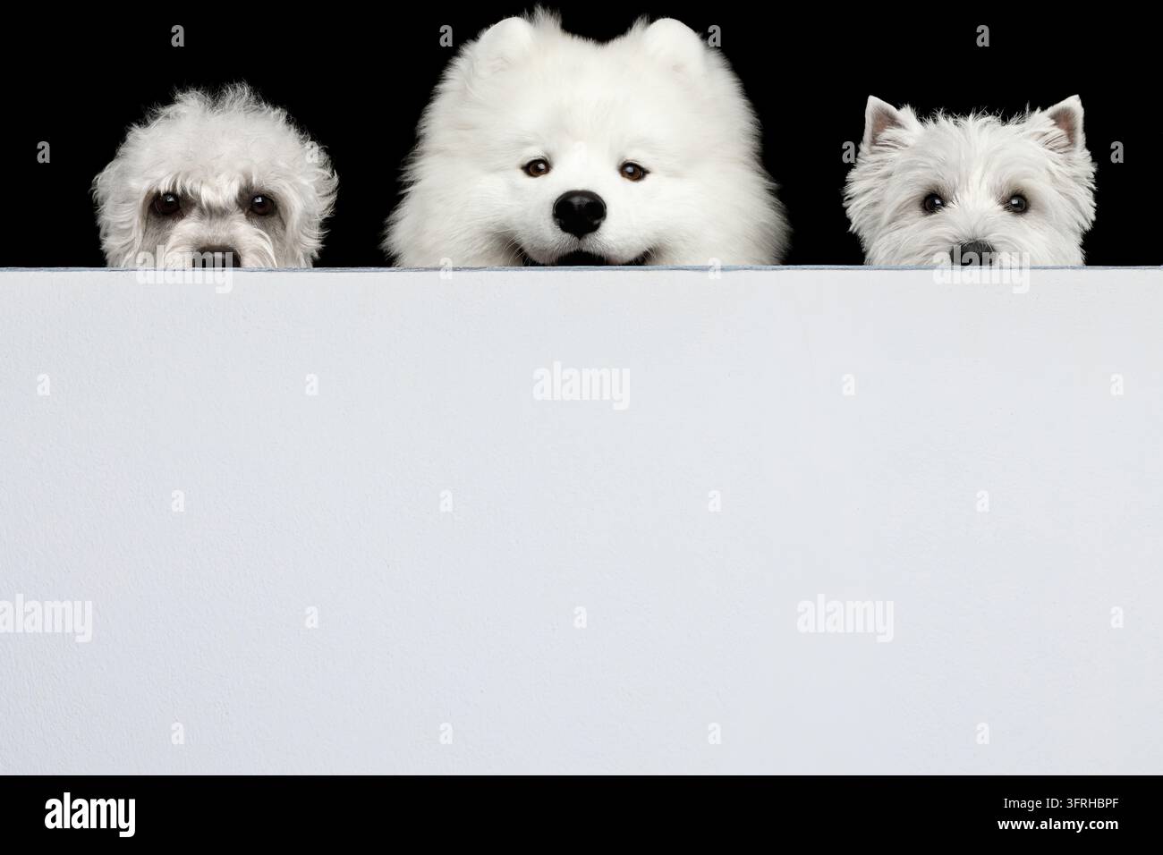 Samoyède souriant et heureux au centre avec un ami bouclé et un Westie, trois chiens duveteux regardant par-dessus un mur blanc de clôture, isolés sur fond noir, lar Banque D'Images
