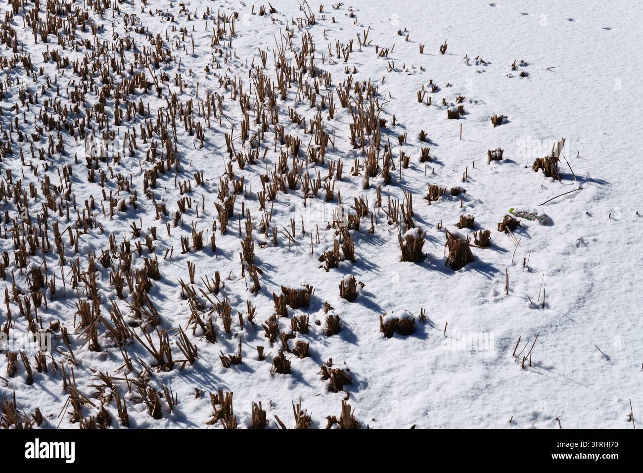 Une souche coupée dépasse à travers la neige sur les terres agricoles Banque D'Images