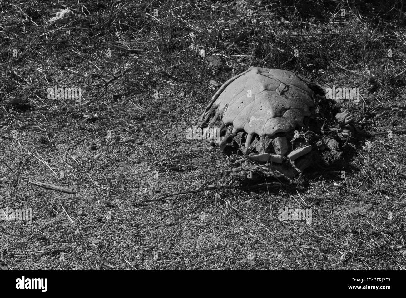 Carcasse de tortue morte sur une plage en Sardaigne, Italie Banque D'Images