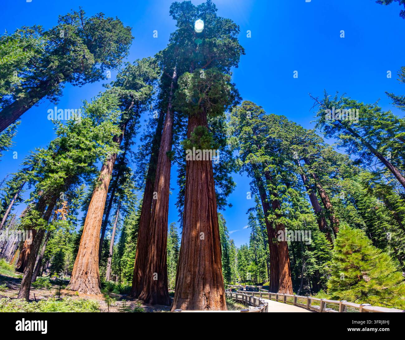 Géants séquoias imposants le long d'un sentier accessible en planches de bois dans le Mariposa Grove du parc national de Yosemite, Californie Banque D'Images