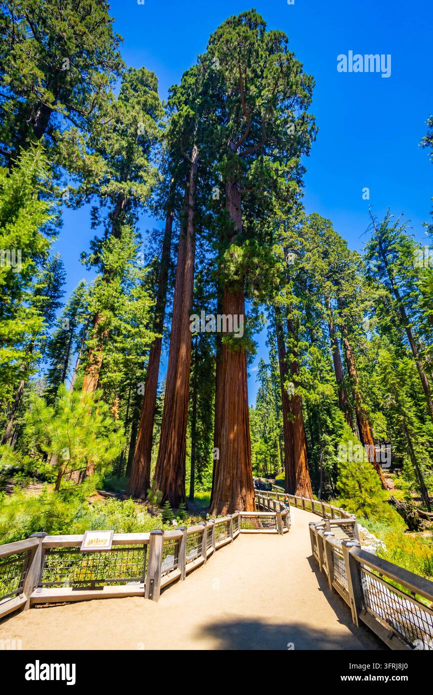 Géants séquoias imposants le long d'un sentier accessible en planches de bois dans le Mariposa Grove du parc national de Yosemite, Californie Banque D'Images