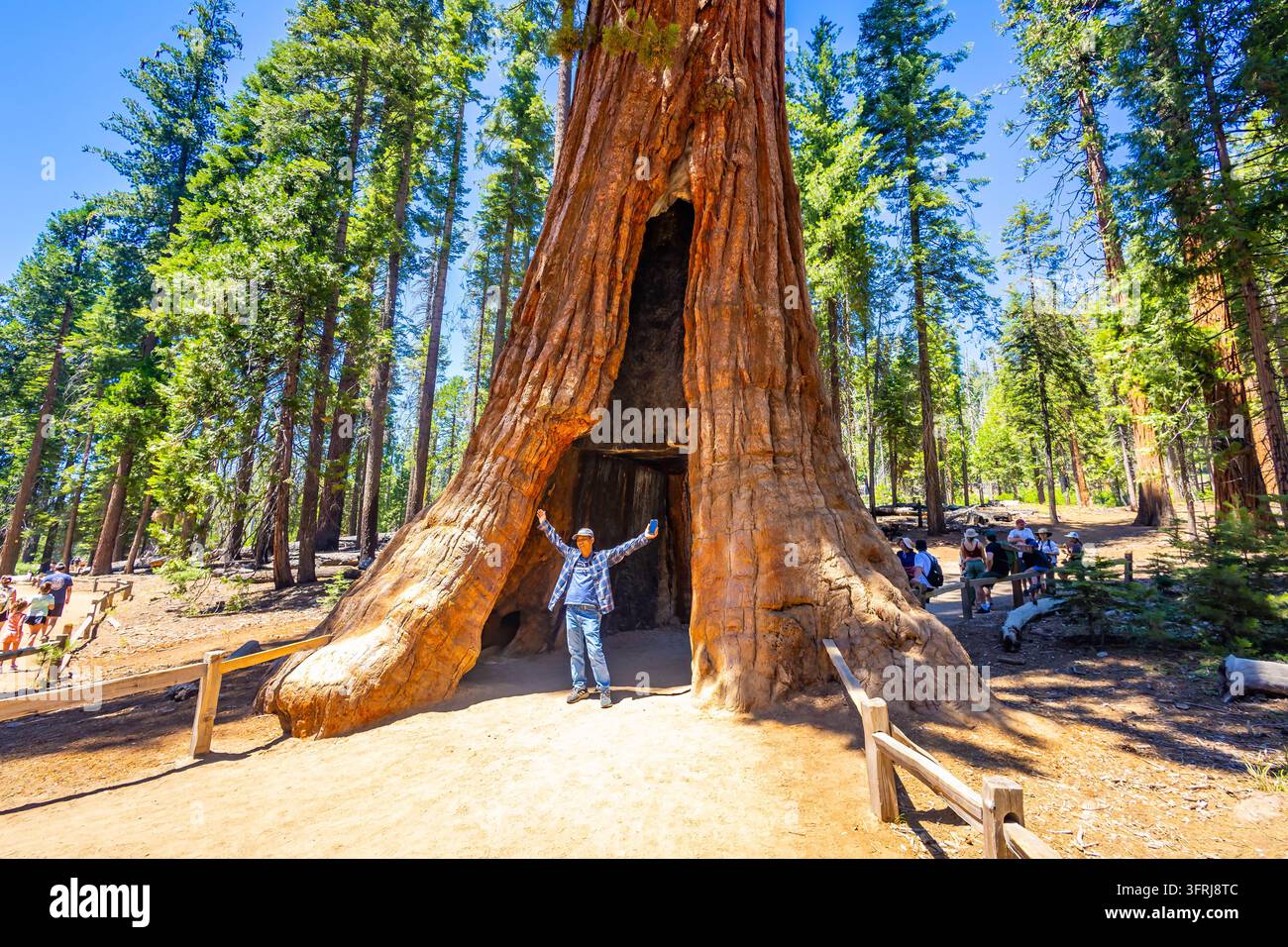 Parc national de Yosemite, CA, États-Unis – 24 juillet 2026 : Un visiteur debout les bras écartés à la base de l’arbre tunnel californien vivant dans le Mariposa Grove, Banque D'Images