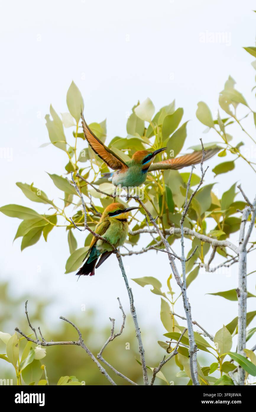 Méringue à queue de rubis parmi les feuilles avec les ailes déployées, Queensland, Australie Banque D'Images