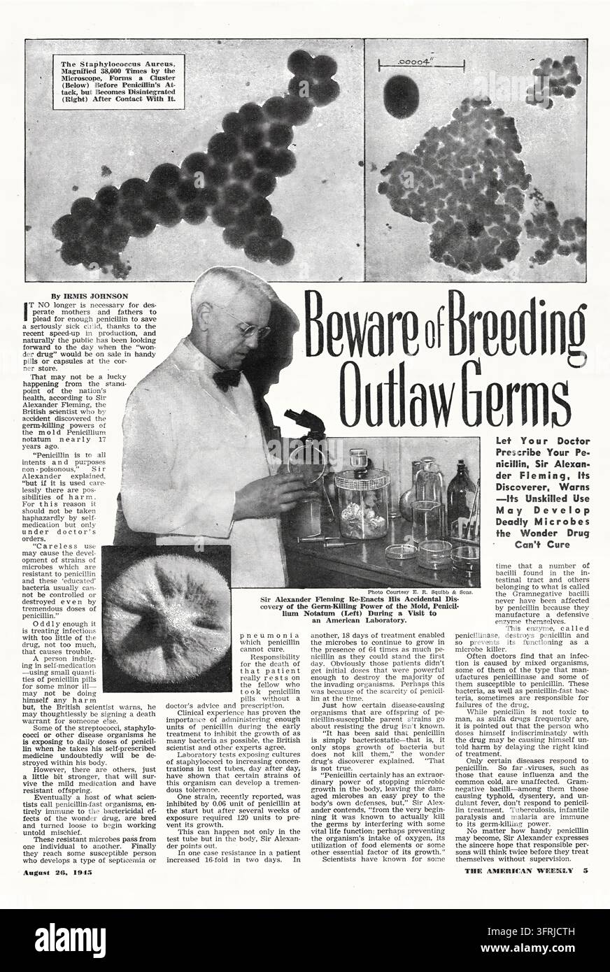 Page de The American Weekly, 26 août 1945, un supplément de journal dominical du Chicago Herald-American, Hearst Publishing Company, Inc. Feature illustré "Méfiez-vous des germes hors-la-loi reproducteurs", par Irmis Johnson, discutant la résistance à la pénicilline et l'adaptation bactérienne. La page comprend des photographies et des illustrations microscopiques de Staphylococcus aureus avant et après contact avec la pénicilline, ainsi qu'une image de Sir Alexander Fleming dans un laboratoire. Banque D'Images