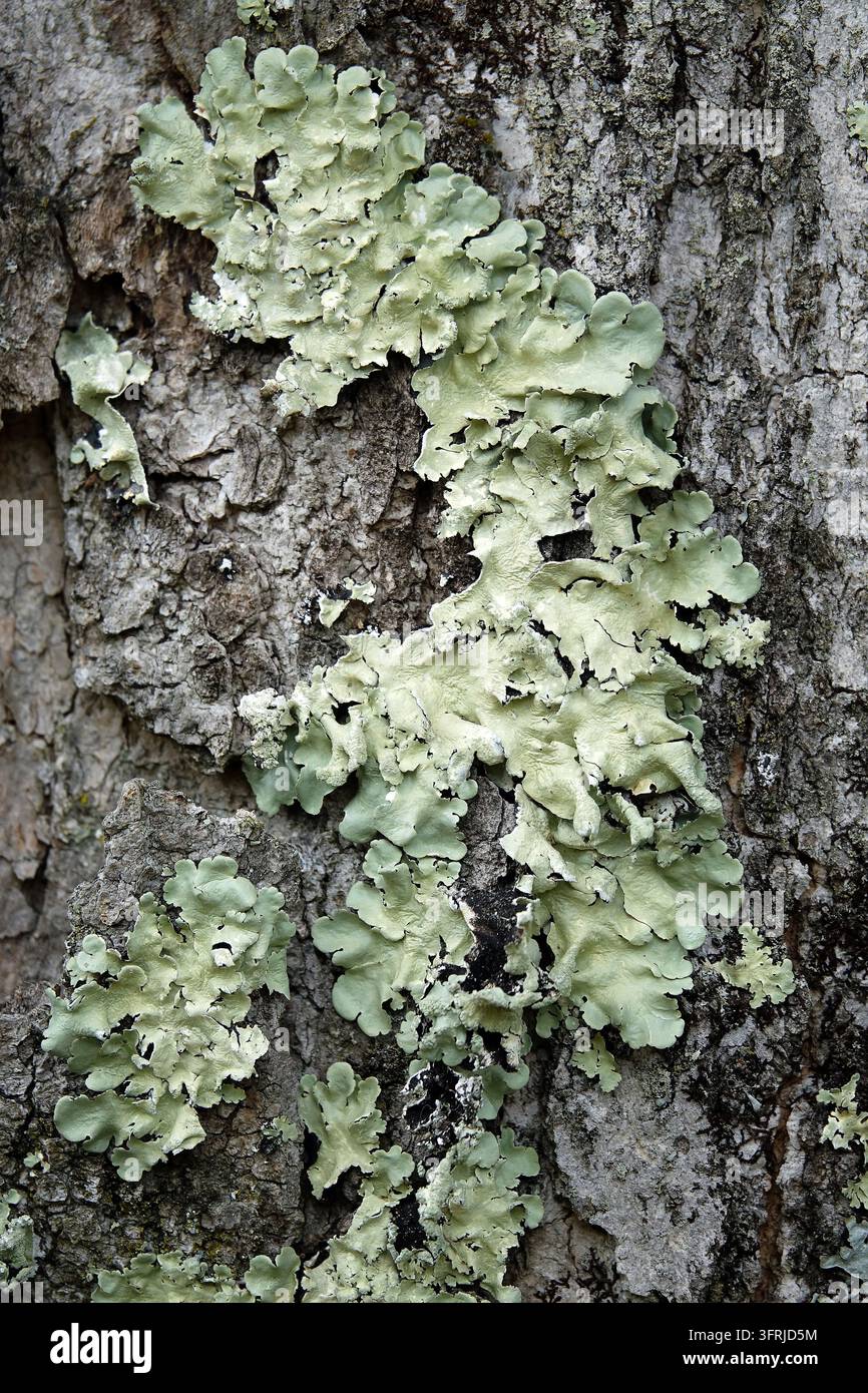Lichen foliacé vert pâle (Flavoparmelia caperata) poussant sur l'écorce d'un arbre, lichen à bouclier vert commun sur fond de bois naturel, mise au point sélective, Mont Banque D'Images