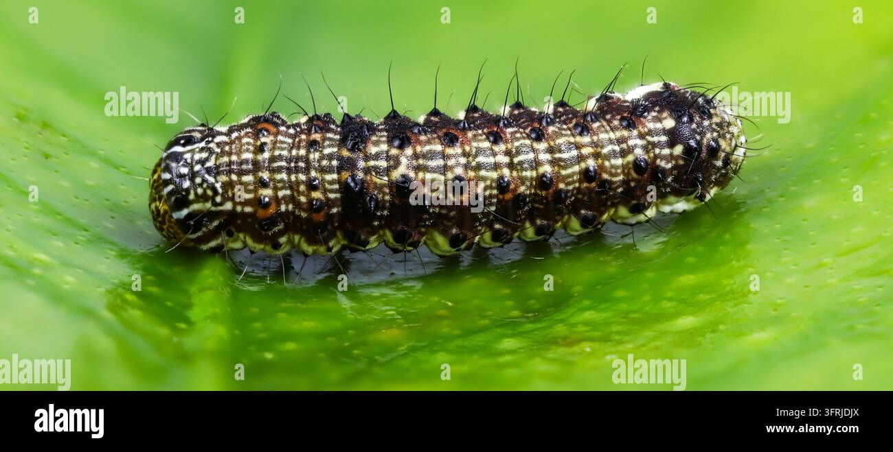 Vue d'une chenille de mite sur une feuille verte. Banque D'Images