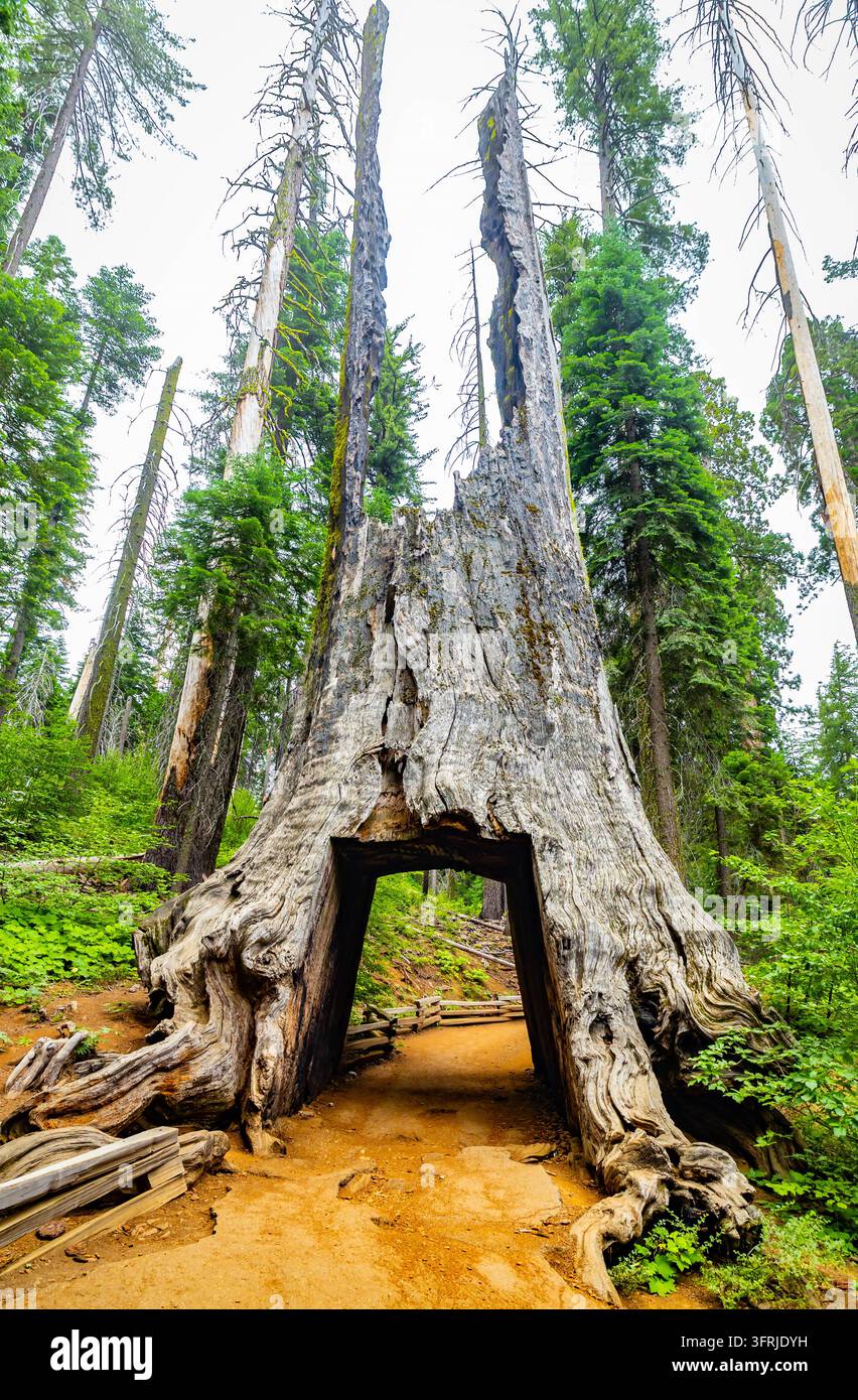 La base historique de l'arbre tunnel Dead Giant se dresse le long du sentier Tuolumne Grove à Yosemite Banque D'Images
