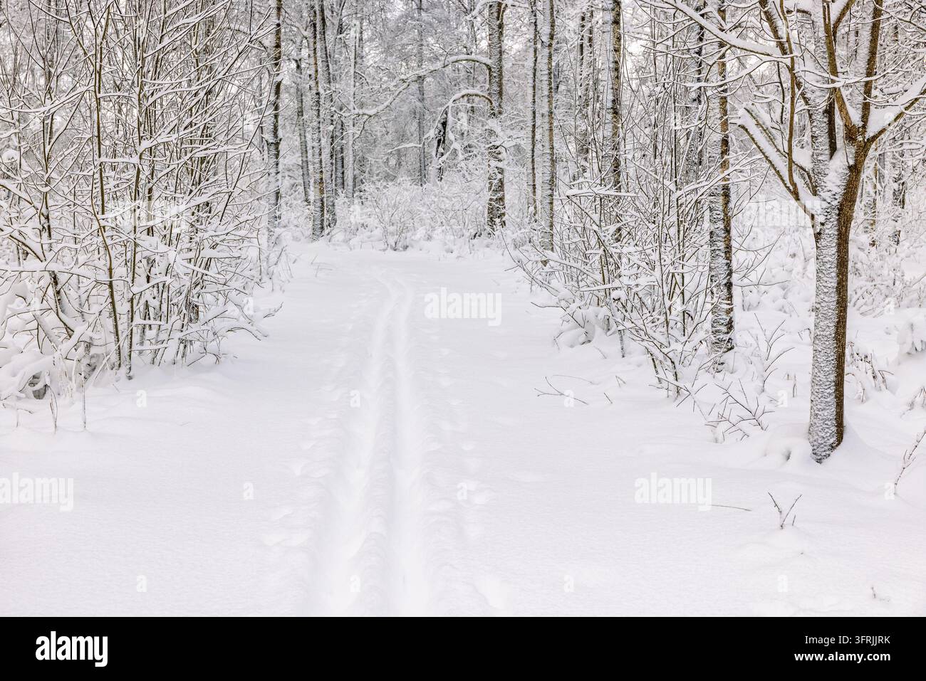 Pistes de ski de fond dans une forêt enneigée par une froide journée d'hiver Banque D'Images