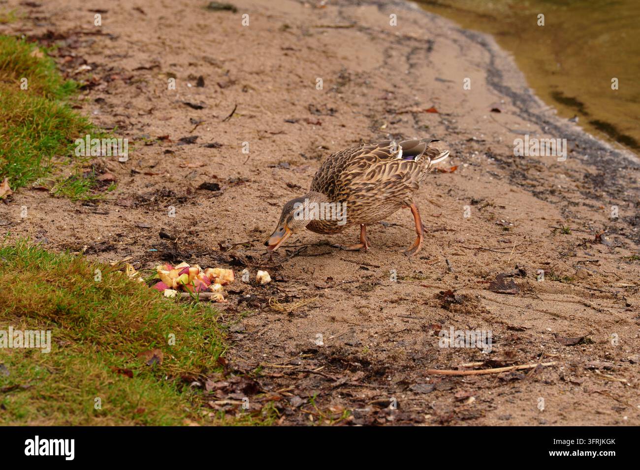 Un canard mange de la nourriture laissée sur la rive sablonneuse de la rivière. Interaction humaine avec la nature, adaptation de la faune urbaine et impact de l'écotourisme Banque D'Images