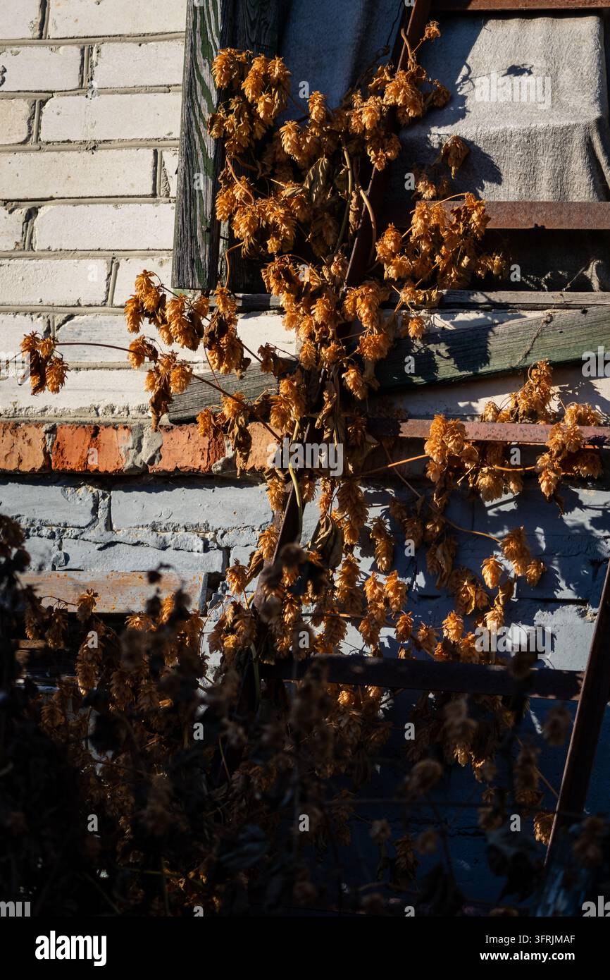 Des vignes ensoleillées de cônes de houblon séché grimpent sur une façade en briques usées et un cadre fissuré. Motif rustique d'ingrédient de brassage évoquant les jardins de maisons historiques Banque D'Images