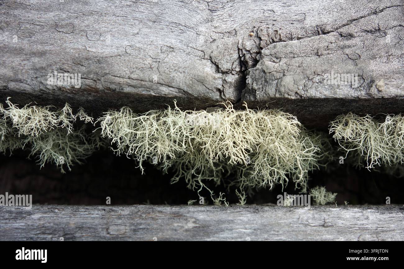 Lichen fructueux Usnea (Lichen barbu) poussant sur des planches de bois érodées dans la forêt patagonienne, Chili - Gros plan macro Banque D'Images