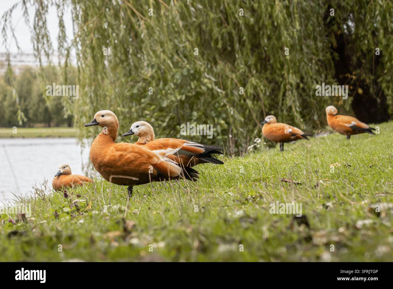 Groupe de cinq canards roux (Tadorna ferruginea) reposant sur une berge herbeuse verte à côté d'un étang sous un saule pleureur. Plumage orange-brun, w Banque D'Images