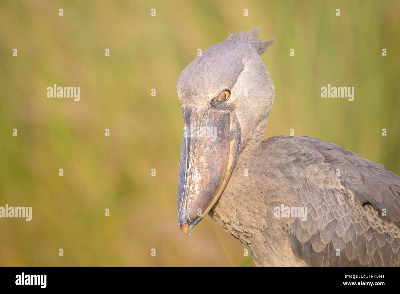 Portrait de bec-de-cigogne (Balaeniceps rex) avec troisième paupière, marais de Mabamba, Ouganda. Banque D'Images