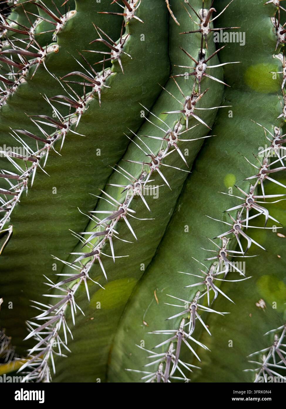 Grossissement des épines acérées sur les côtes vertes du cactus Banque D'Images