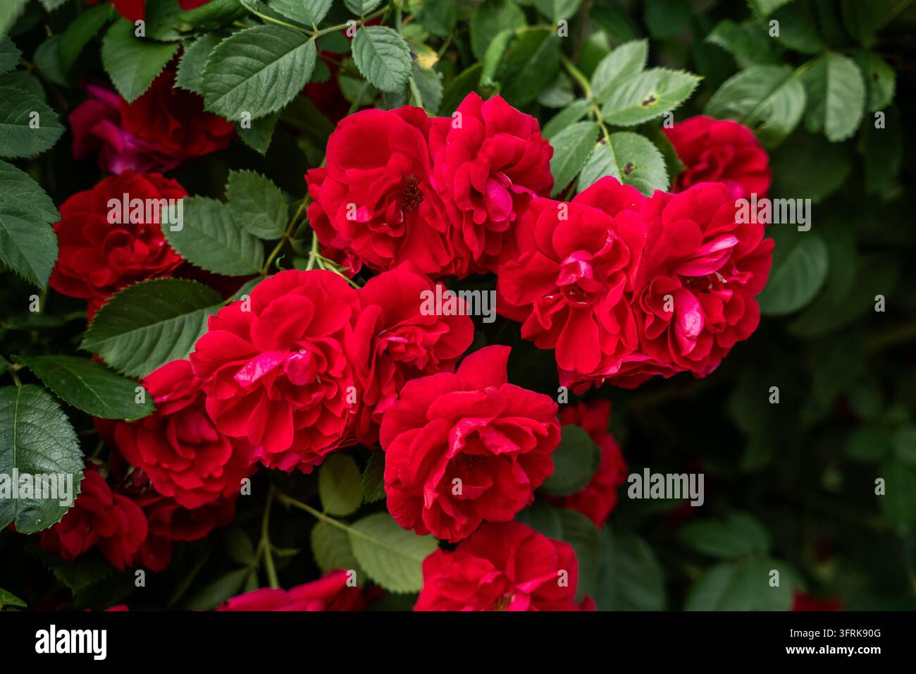 Roses rouges vibrantes en fleurs sur un buisson avec des feuilles vertes dans le jardin Banque D'Images