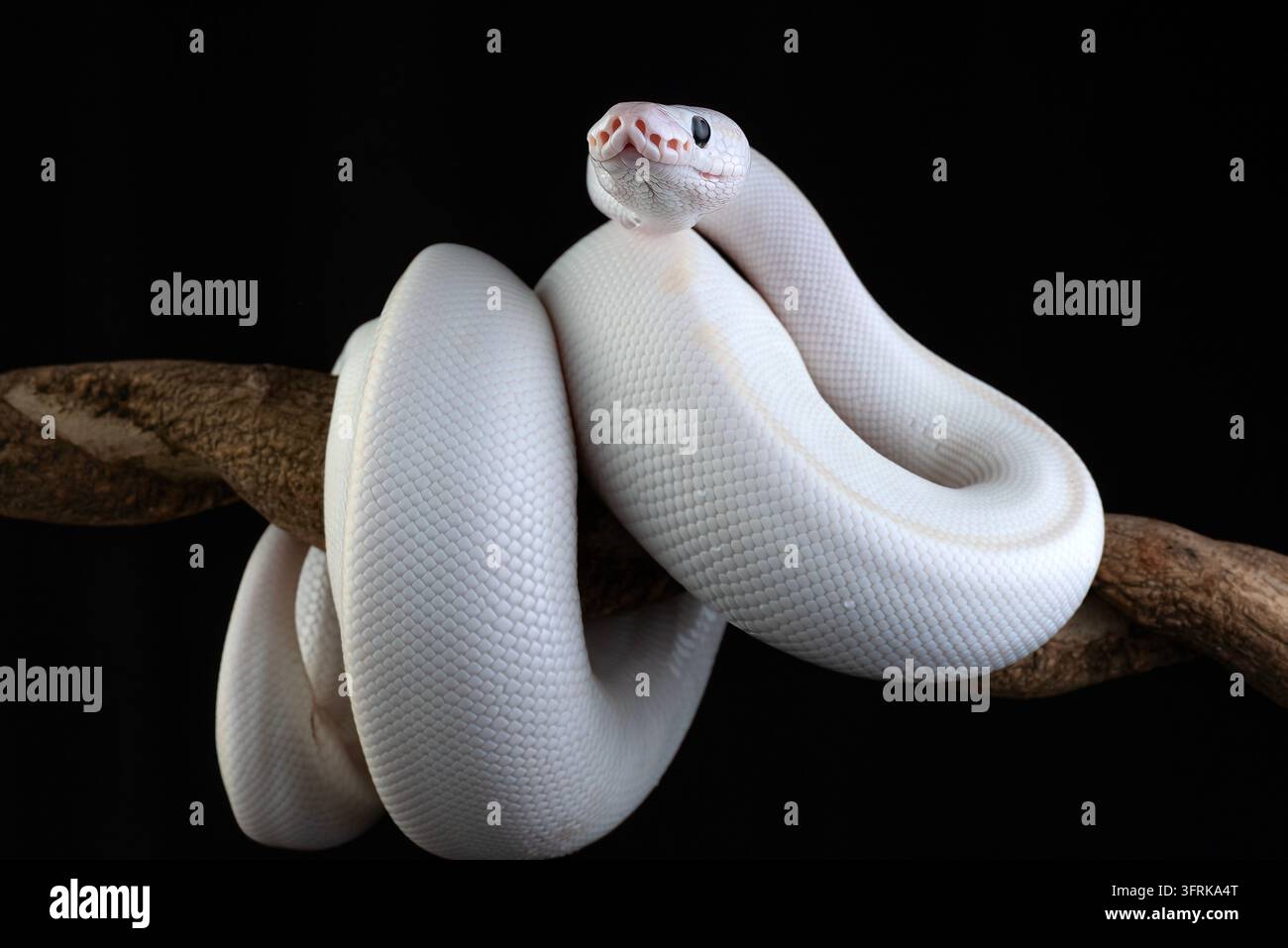 Cobra royal leucistique blanche sur une branche Banque D'Images