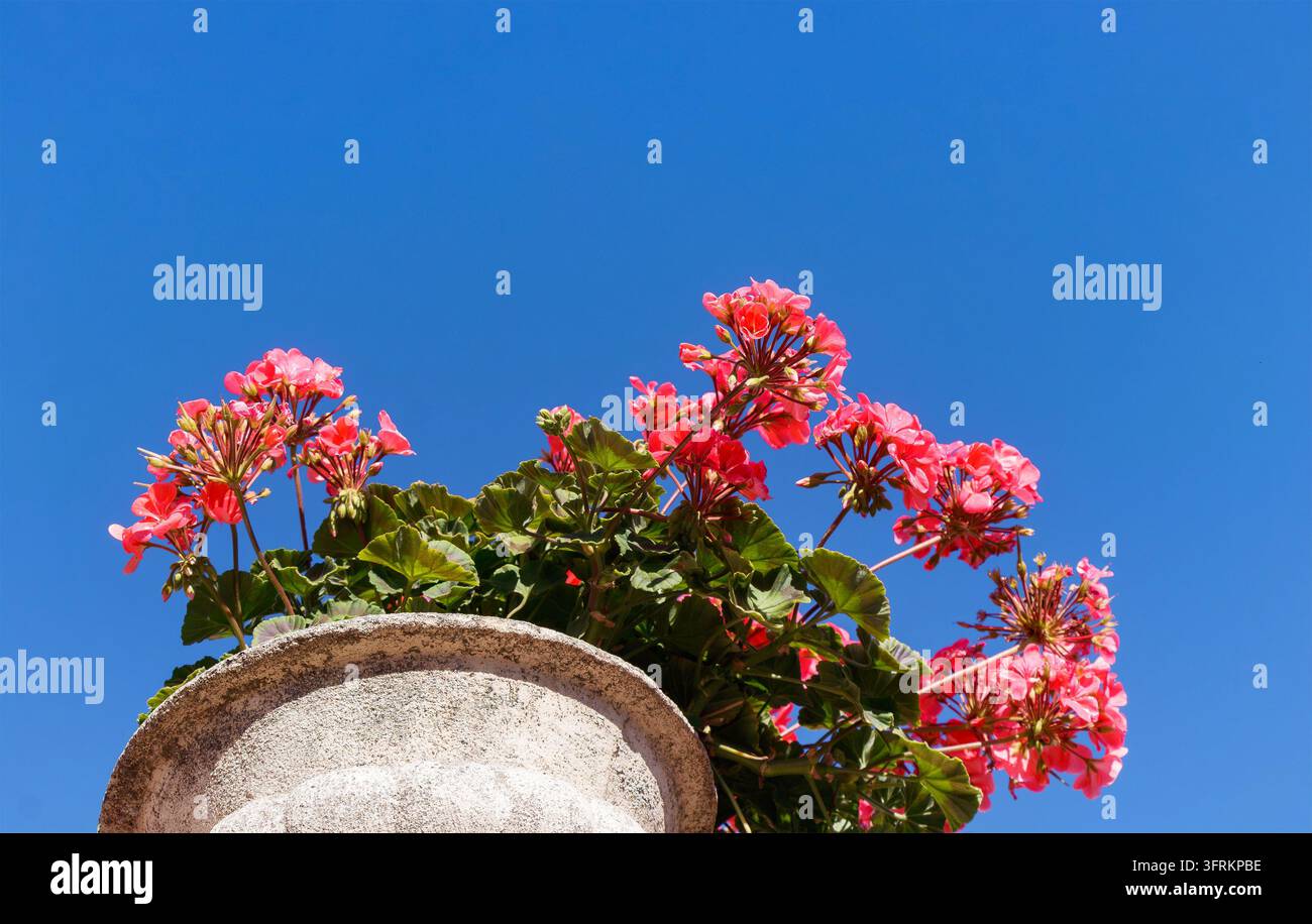 Fleurs de géranium roses dans un pot d'urne en pierre devant un fond Banque D'Images