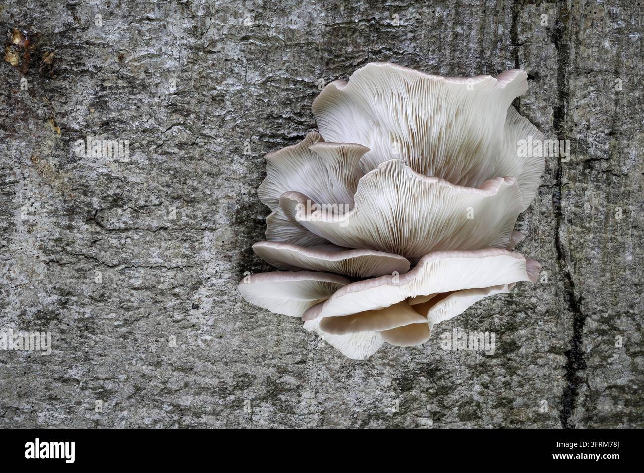 Champignon de couche, Pleurotus ostreatus ; poussant sur un vieux arbre, Norfolk Banque D'Images