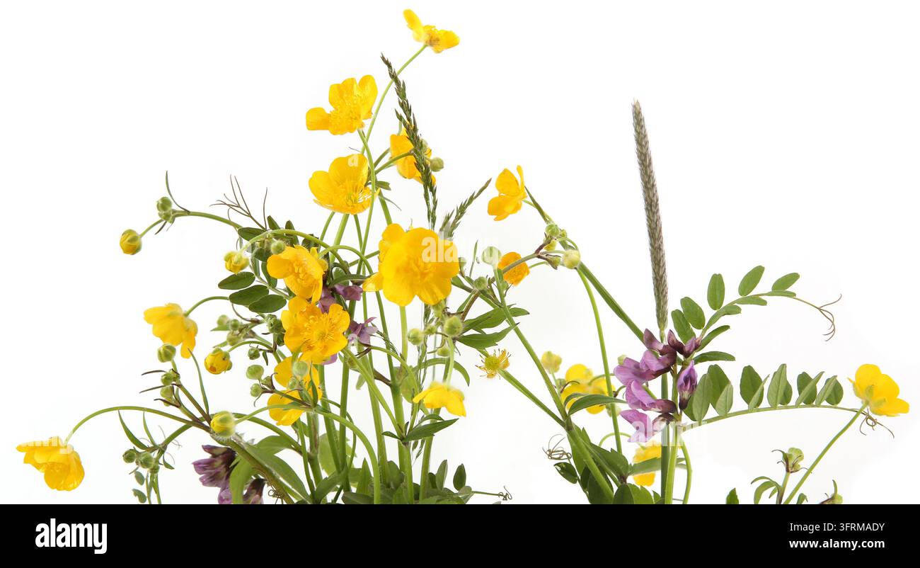 Plantes de prairie à fleurs, anémone jaune et vesce commune isolées sur fond blanc. Fleurs printanières Anemonoides ranunculoides et Vicia sativa. Banque D'Images