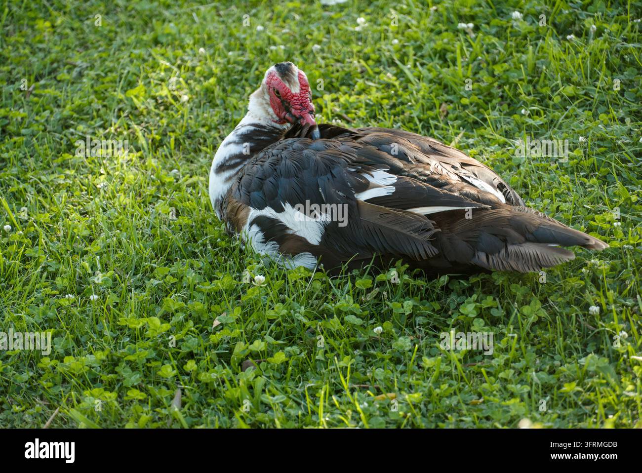 Un canard de Barbarie brun et blanc se toilettant dans une herbe luxuriante et du trèfle. Banque D'Images