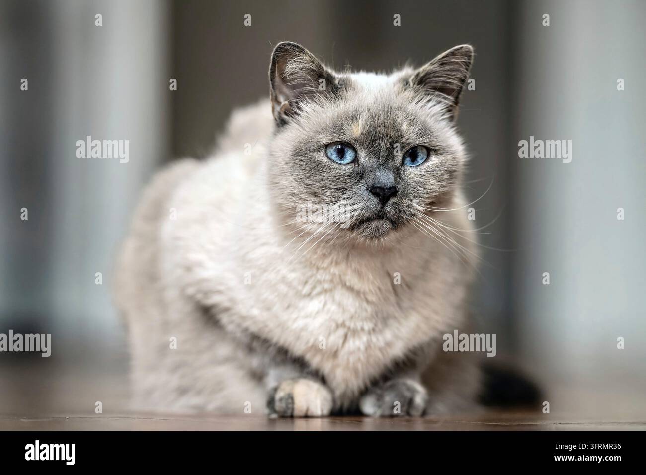 Chat gris plus âgé avec yeux bleu perçant, pose sur parquet, gros plan faible profondeur de champ photo Banque D'Images
