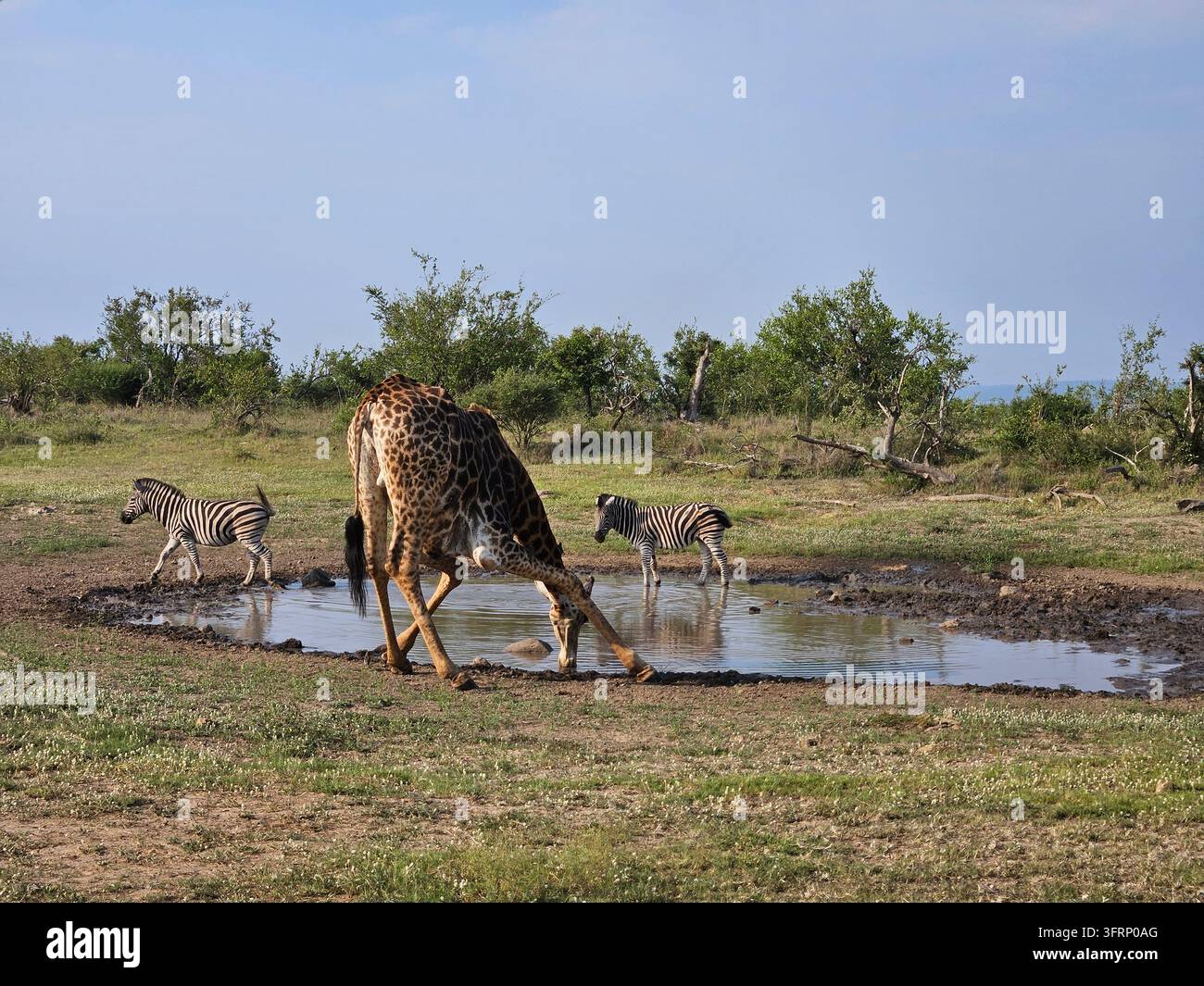 Une girafe boit de l'eau dans un étang. Un zèbre boit également de l'eau dans l'étang pendant une safari dans le parc en Afrique du Sud Banque D'Images