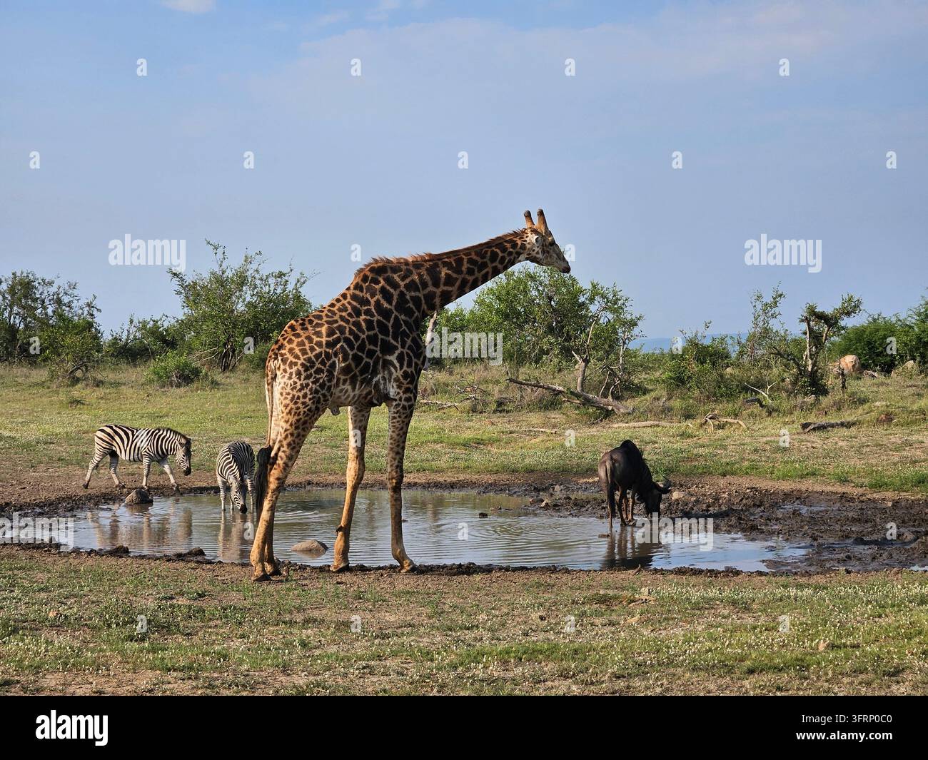Une girafe boit de l'eau dans un étang. Un zèbre boit également de l'eau dans l'étang pendant une safari dans le parc en Afrique du Sud Banque D'Images