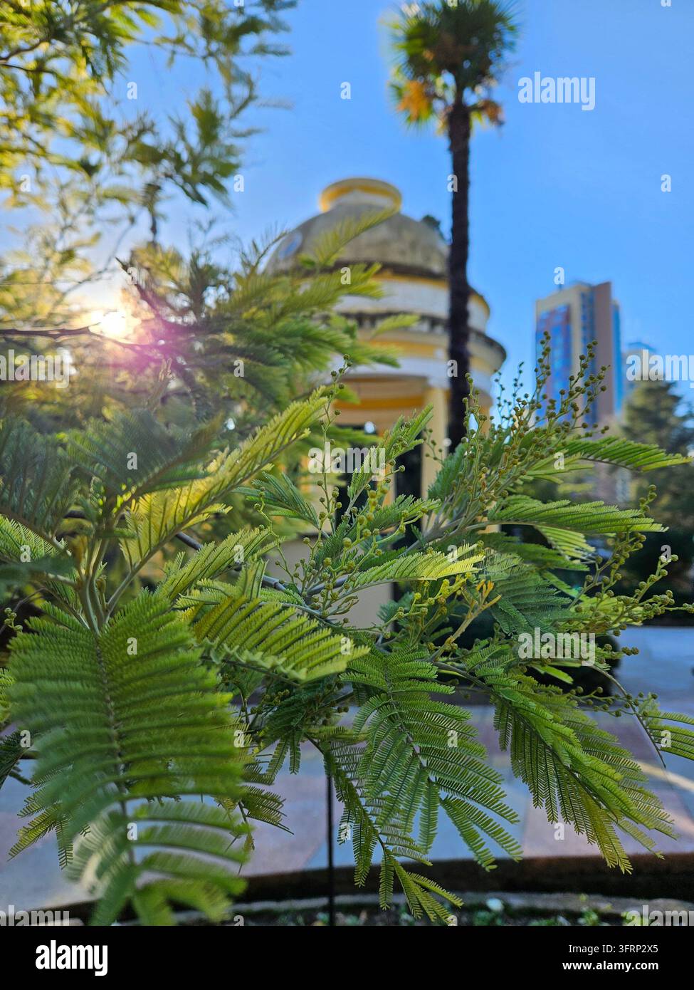 Grand arbre aux feuilles vertes près d'un bâtiment. Les feuilles sont grandes et vibrantes, et l'arbre est assez haut, dominant les environs. Le bâtiment est un mélange de moderne à Sotchi Banque D'Images