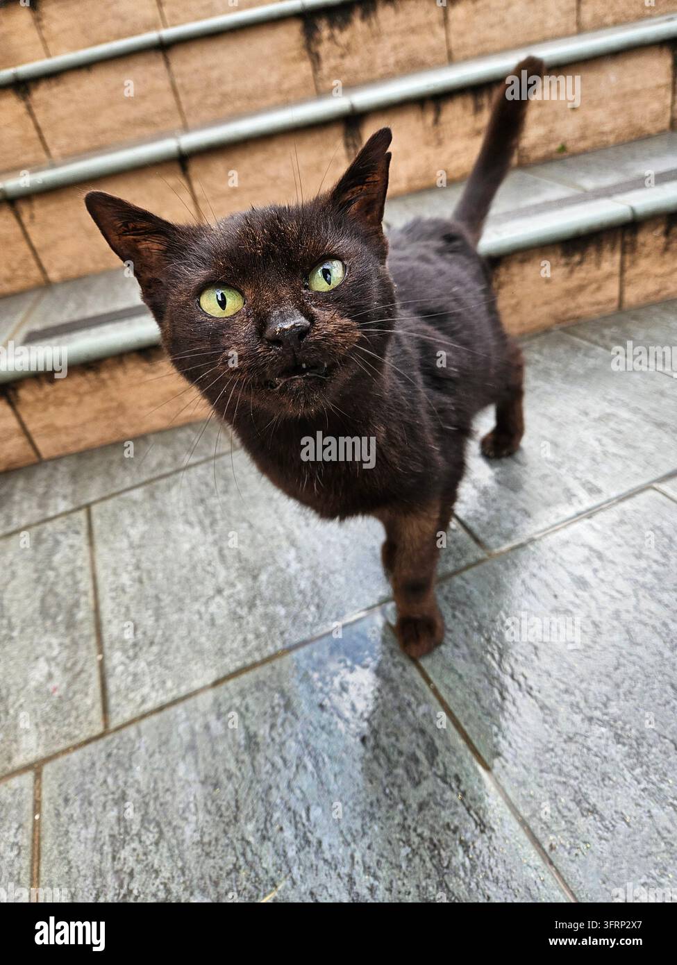 Un chat noir se tient sur un sol carrelé. Il a les yeux verts et regarde vers le haut. Le chat est sur la deuxième marche d'un escalier Banque D'Images